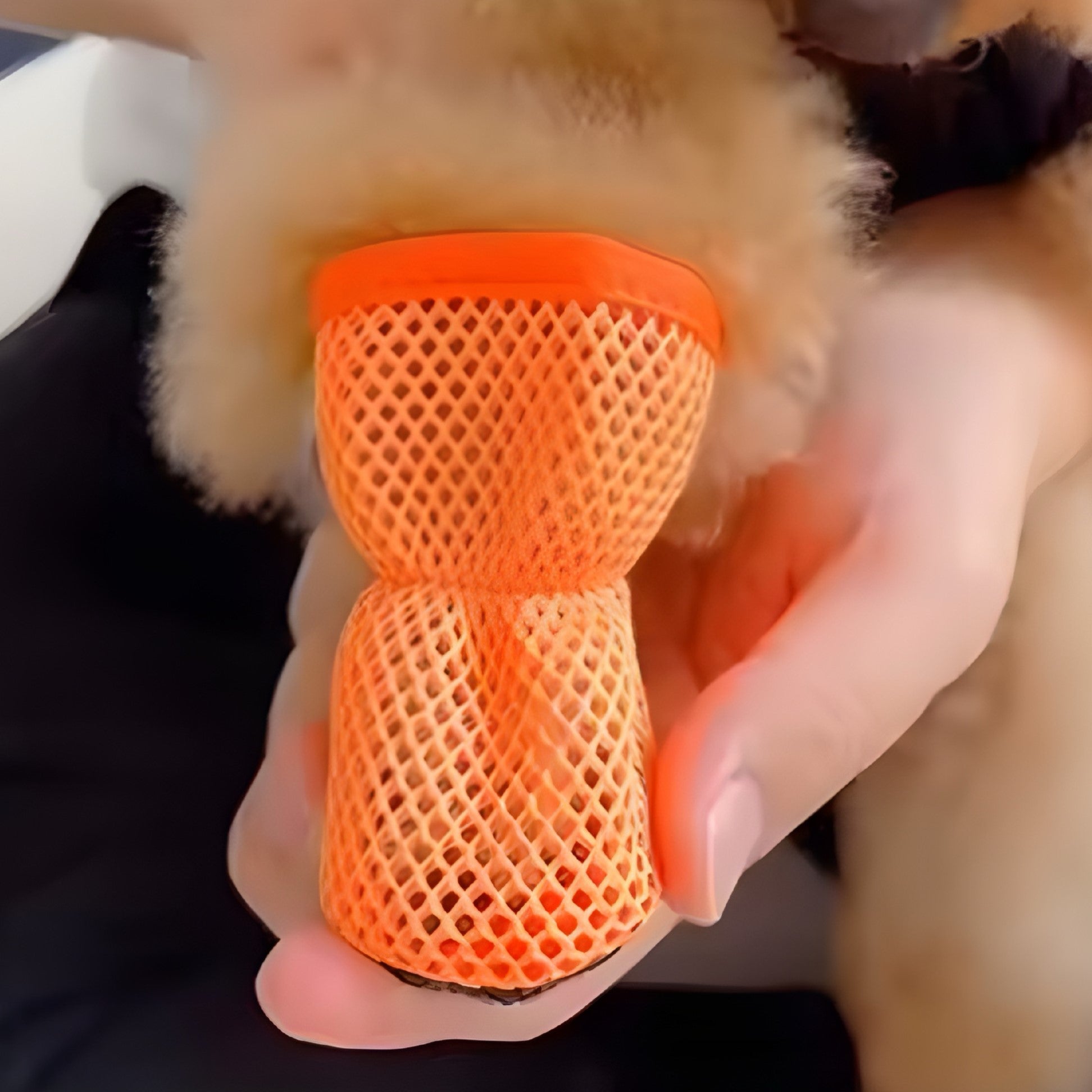 Premium Hundeschuhe aus atmungsaktivem Mesh – Schutz trifft Stil